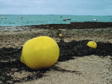 Bou&eacute;es poire, bou&eacute;es bi-coniques &agrave; oeil